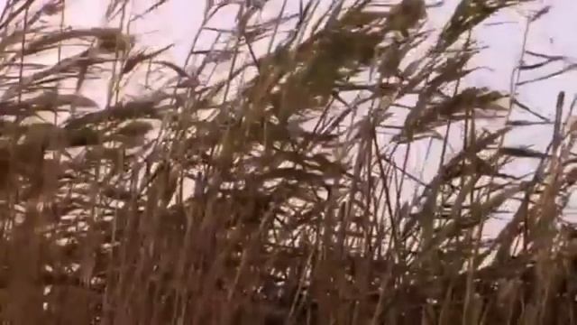 baruch ata adonai hebrew prayer shabbat shalom song смотреть онлайн