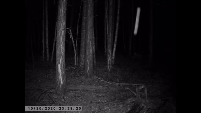 СИБИРСКИЕ КОСУЛИ ИЗЮБРЯ ТАЙГА ОХОТА СОЛОНЕЦ SIBERIAN ROE DEER RED DEER TAIGA HUNTING SOLONETS смотреть онлайн