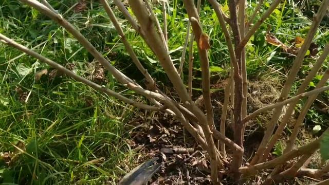 Как правильно обрезать и формировать двухлетние кусты черной смородины? смотреть онлайн