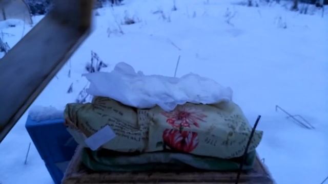 Подкормка пчел зимой, белковая подкормка пчел, клещ варроа осыпался, наращивание пчелы к медосбору смотреть онлайн