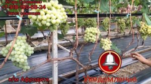 Диксон и киш-миш Афродита