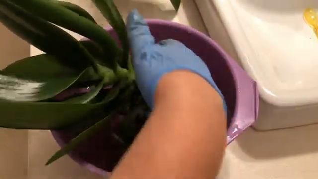 ГОРШОК-ЛАДЬЯ ДЛЯ КОМПОЗИЦИИ ОРХИДЕЙ смотреть онлайн