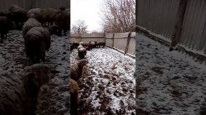 Выгодно ли держать овец. Овцы как бизнес.