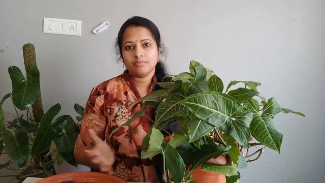 syngonium podophyllum plant care || సింగూనియం మొక్క విశేషాలు || indoor plants care|| arrowhead plan смотреть онлайн