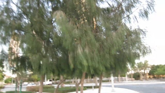 01.10.2023. Катар. Лусаил. Тропические деревца близ станции подземного трамвая Marina смотреть онлайн