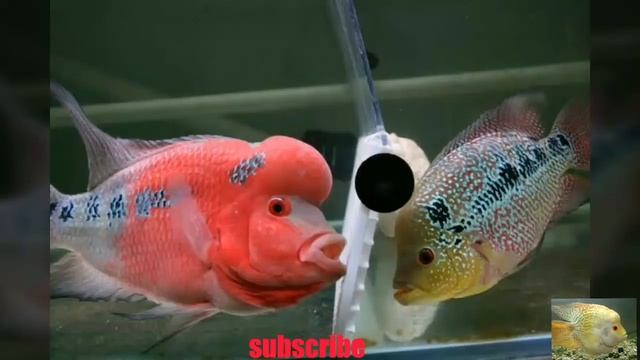 Flowerhorn Fish How To Identify Male Or Female And More Info