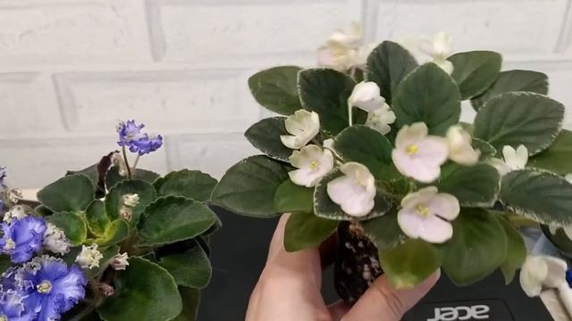 цветение фиалок н-подснежник, зоряное сяйво смотреть онлайн