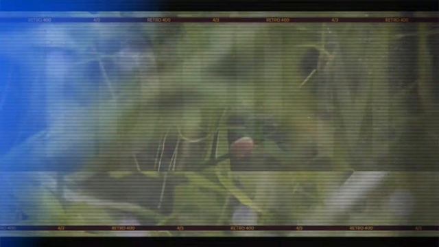 ЧЁРНАЯ МОЛЛИНЕЗИЯ . СОДЕРЖАНИЕ И УХОД смотреть онлайн