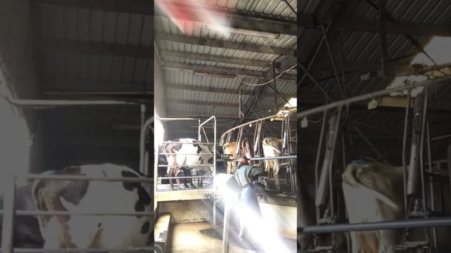 Afternoon milking 🐄 смотреть онлайн