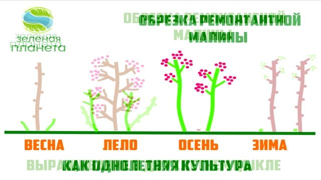 Обрезка ремонтантной малины / Выращивание малины как однолетней культуры и как двухлетней смотреть онлайн