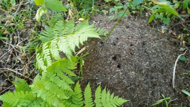 Муравьи хотят жить! смотреть онлайн