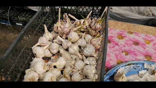 ?☝ ОСТАЛОСЬ МНОГО ЧЕСНОКА. ЧТО ДЕЛАТЬ? смотреть онлайн