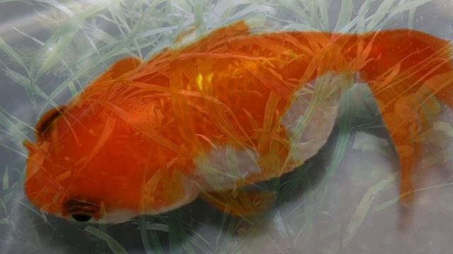 ВОДЯНКА. СИМПТОМЫ И ЛЕЧЕНИЕ смотреть онлайн