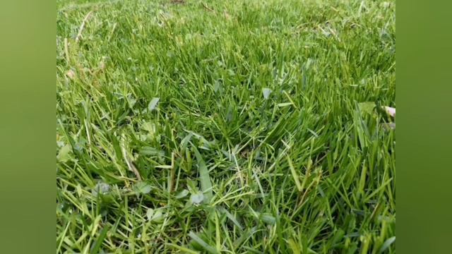 Насекомые для детей смотреть онлайн