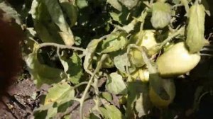 Томат Корнабель F1 из своих семян