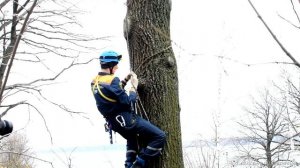 способ подъёма на дерево с использованием коротких петель из основной верёвки и  альп  снаряжения