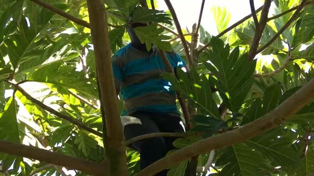 Breadfruit Tree Pruning Guide: Initial Structural Pruning смотреть онлайн