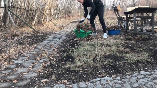 Пион прижился. Кошка Буся охраняет участок смотреть онлайн