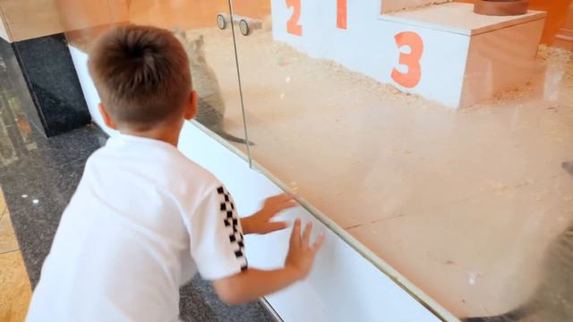 Давид Не ПОСЛУШАЛСЯ Купил ВСЕХ Животных! Папа НЕ РАЗРЕШАЕТ их ОСТАВИТЬ! смотреть онлайн