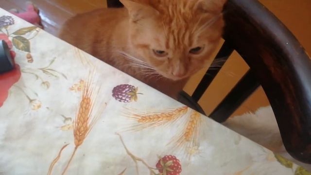 Спаниель и кот лопают сыр