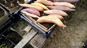 Выращивание батата 2023. Часть ✓1.