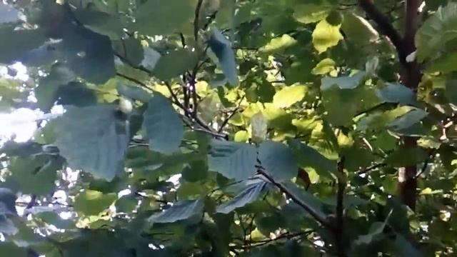 Фундук в лесу Сочи смотреть онлайн