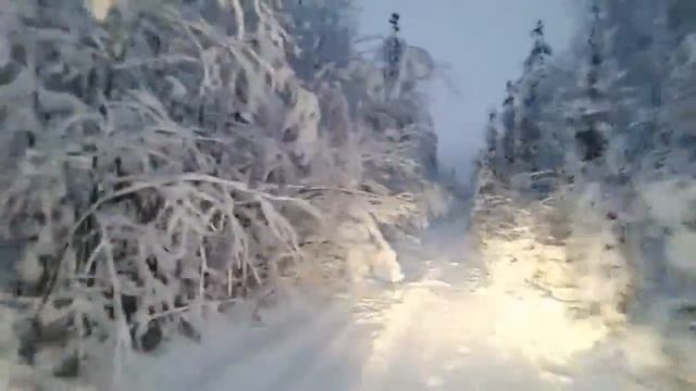 Волшебный лес смотреть онлайн