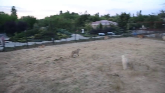 Грозный Ричард вышел в сафари и сразу подрался с Чуком! смотреть онлайн