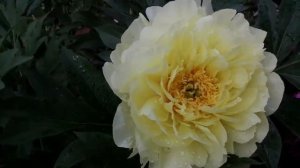 Пион Ито гибрид  Йелоу Краун