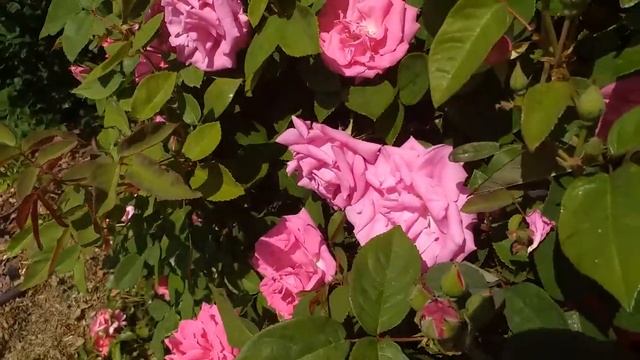 РОЗЫ с сильным ароматом Шесть сортов смотреть онлайн