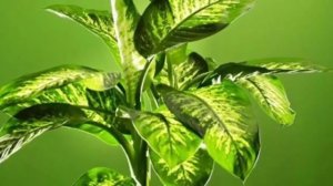 Полив Деффенбахии. Как нужно правильно поливать Диффебахию.