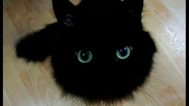 Эти глаза животных смотреть онлайн