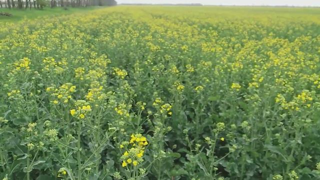 Как недобросовестные аграрии травят пчёл. смотреть онлайн