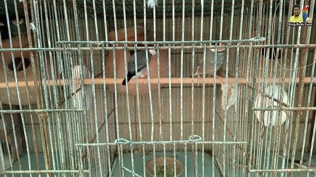 Java sparrow feasibility report | Java bird future | Java sparrow information | Java bird care tips смотреть онлайн