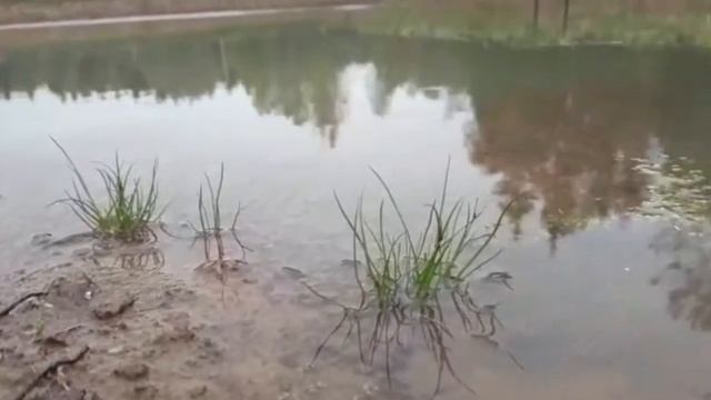 ПРУД. СВОЙ ПРУД. Грязная и мутная вода в пруду? Как сделать в пруду воду прозрачной? Смотрите сами.. смотреть онлайн