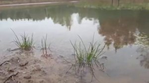 ПРУД. СВОЙ ПРУД. Грязная и мутная вода в пруду? Как сделать в пруду воду прозрачной? Смотрите сами..