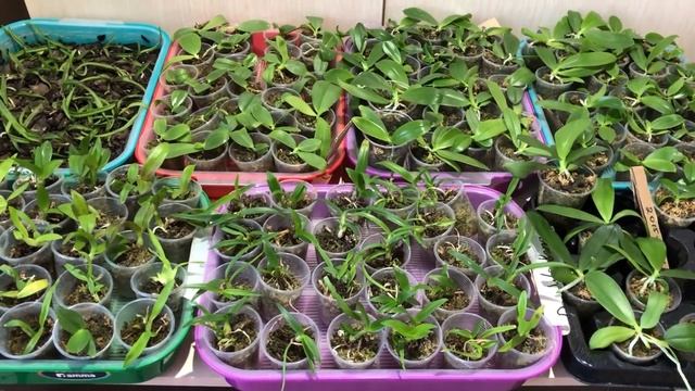 Продажа сеянцев сортовых Азиатских орхидей. Обзор сортов и отзывы. смотреть онлайн