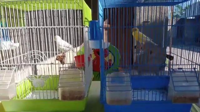 Ответы на вопросы в комментариях. Пол птиц? Кенар не поет? смотреть онлайн