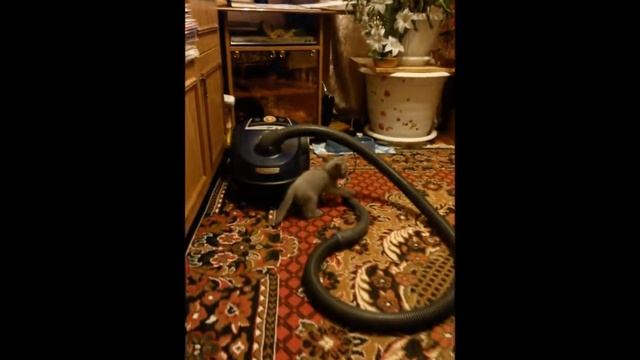 Котенок и пылесос смотреть онлайн