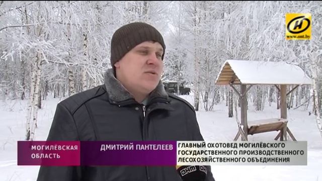 Егеря стали активнее подкармливать диких животных, чтобы помочь им пережить морозы смотреть онлайн