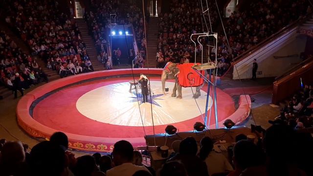 Цирк братьев Гертнер в Бишкеке. Атракцион "Барбершоп со слоном". смотреть онлайн