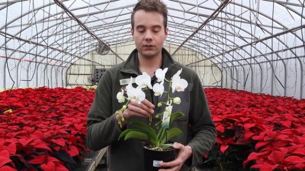 Holiday Indoor Plants - BEST Guide 2019