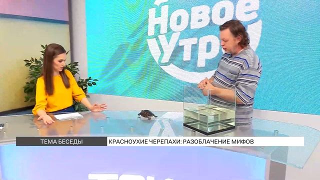 Красноухие черепахи: правда и мифы смотреть онлайн