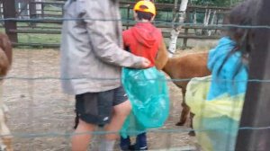 В гостях на ферме "Российские альпаки, 05.08.2021(2)