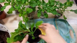Пересадка петунии в больший объем горшка