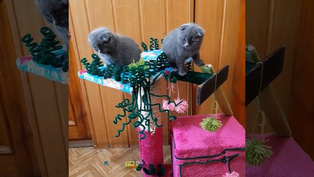 Вислоухие котята смотреть онлайн