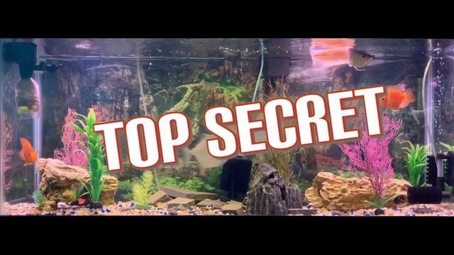 AQUARIUM BUBBLES: Do You Need Them? смотреть онлайн