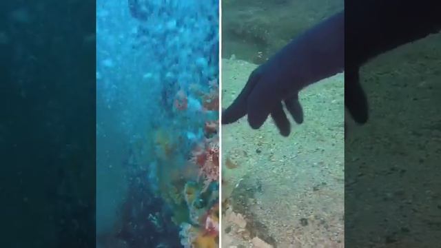 ДЭМ КЛУБ ДАЙВИНГ смотреть онлайн