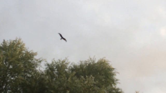 Коршун. Красивый полет коршунов в утреннем небе.Kite. flying a kite. смотреть онлайн