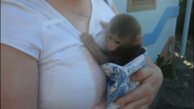 Человеческий детеныш смотреть онлайн